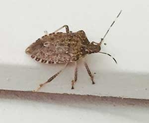 stink bug pest control grove city